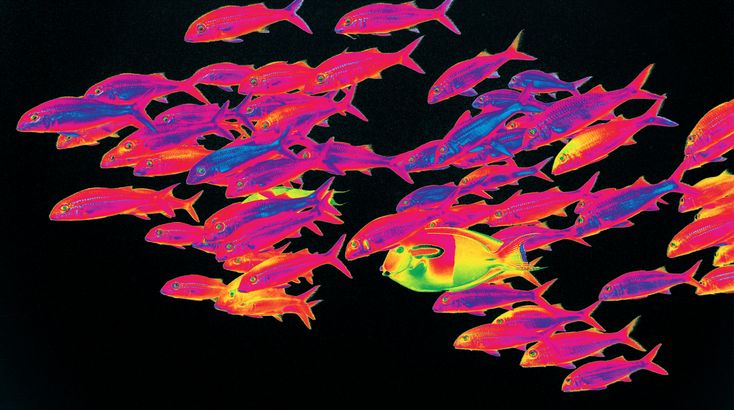 Weird Fishes / Arpeggi artwork
